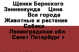 Щенки Бернского Зенненхунда  › Цена ­ 40 000 - Все города Животные и растения » Собаки   . Ленинградская обл.,Санкт-Петербург г.